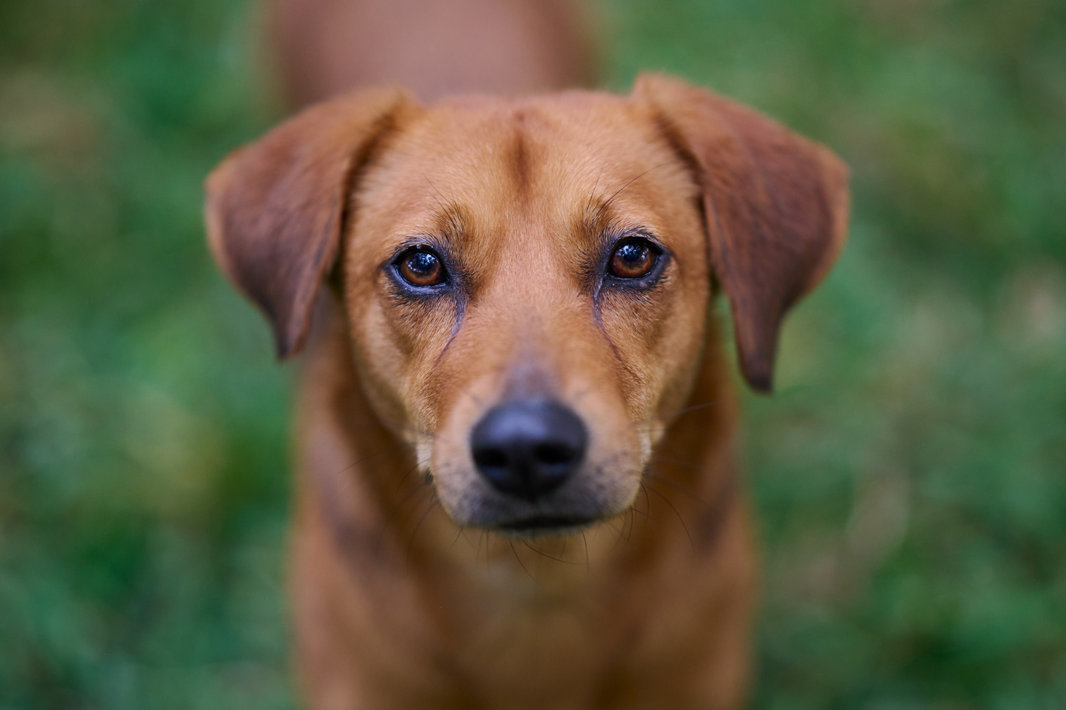 Love4Dogs logo